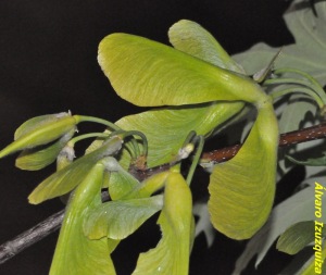 Acer saccharinum Barrio (1)