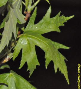 Acer saccharinum Barrio (7)